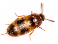 Mycetophagus piceus